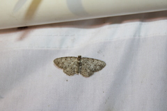 Aethalura intertexta