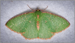 Eucyclodes metaspila