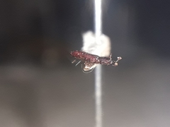 Bothrideridae