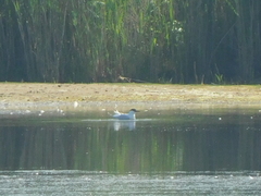 Gelochelidon nilotica