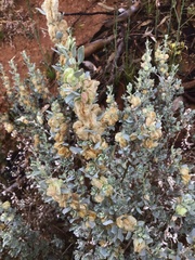 Atriplex vesicaria