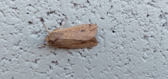 Mythimna unipuncta