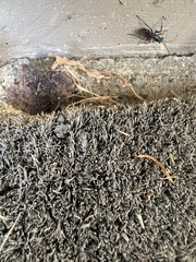 Pompiloidea