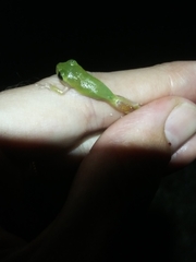Hyla femoralis