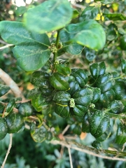 Buxus sempervirens