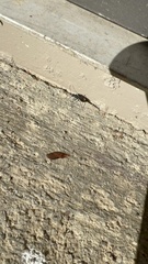 Pompiloidea