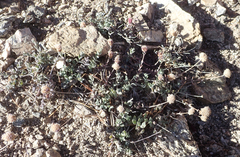 Monardella australis