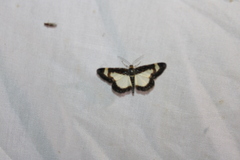 Heliomata cycladata
