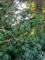 Buxus sempervirens