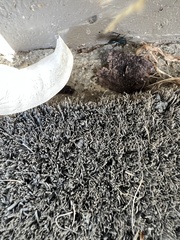 Pompiloidea