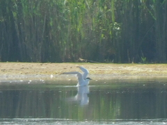 Gelochelidon nilotica