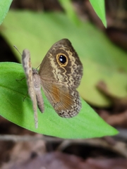 Perophthalma tullius