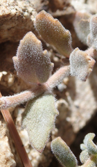 Monardella australis