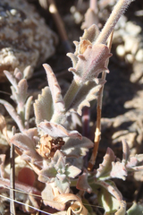 Monardella australis