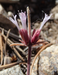 Monardella australis