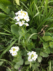 Cardamine cordifolia