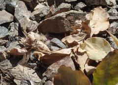 Cycladenia humilis var. venusta