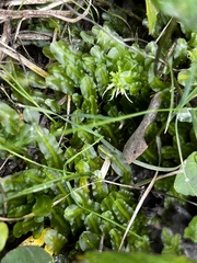Pallavicinia