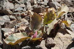 Cycladenia humilis venusta