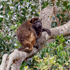 Alouatta caraya