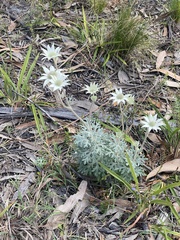 Actinotus helianthi