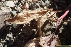 Cycladenia humilis venusta