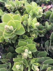Arctostaphylos imbricata
