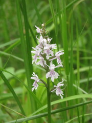 Dactylorhiza fuchsii