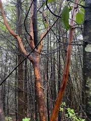 Arbutus xalapensis