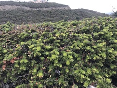 Arctostaphylos imbricata