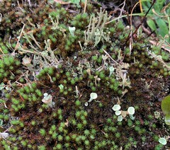 Cladonia verticillata