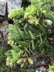 Arctostaphylos imbricata