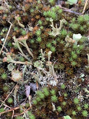 Cladonia verticillata