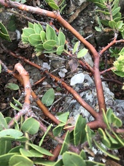 Arctostaphylos imbricata