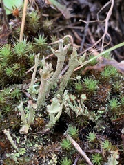 Cladonia verticillata