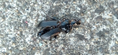 Pterostichus melanarius