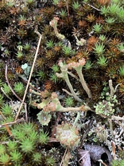 Cladonia verticillata