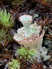 Cladonia verticillata