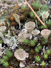 Cladonia verticillata
