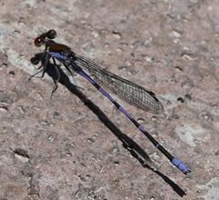 Argia oenea