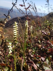 Spiranthes arcisepala