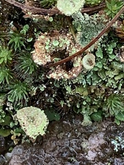 Cladonia pleurota