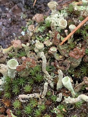Cladonia pleurota