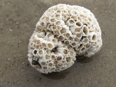 Balanus crenatus