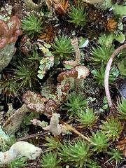 Cladonia pleurota