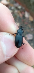 Pterostichus melanarius