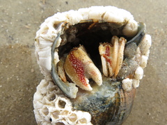 Pagurus bernhardus