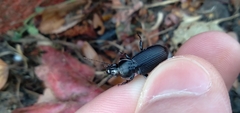 Pterostichus melanarius