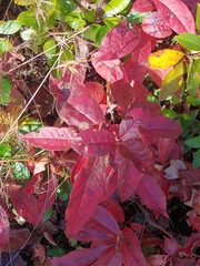 Oxydendrum