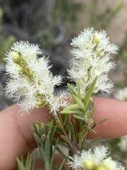 Melaleuca trichostachya